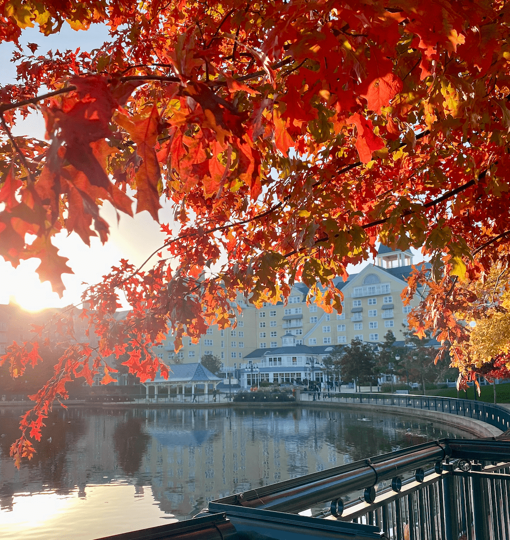 Mapleleaf trees in the sun